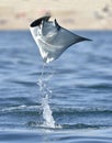 Flying Mobula Ray