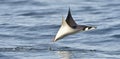 Flying Mobula Ray Royalty Free Stock Photo
