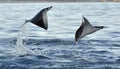 Flying Mobula Ray Royalty Free Stock Photo