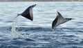 Flying Mobula Ray