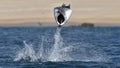 Flying Mobula Ray Royalty Free Stock Photo