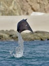 Flying Mobula Ray Royalty Free Stock Photo