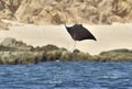 Flying Mobula Ray