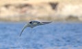 Flying Mobula Ray