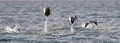 Flying Mobula Ray Royalty Free Stock Photo