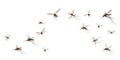 Flying mosquito insects. Gnat and pest, spreading viruses and diseases, gnats flock, repellent or spray promo poster vector
