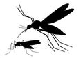 Flying Mosquito Silhouette Royalty Free Stock Photo