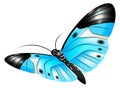 Flying moth with patterned wings. Blue butterfly