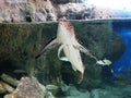 Flying mullet at the Gosier aquarium in Guadeloupe