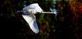 Flying Mute Swan Royalty Free Stock Photo