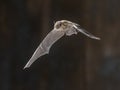 Flying Nathusius Pipistrelle Bat on bright background Royalty Free Stock Photo