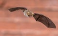 Flying Natterers bat isolated on brick background