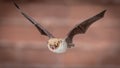 Flying Natterers bat isolated on brick background crop Royalty Free Stock Photo