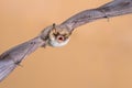 Flying Natterers bat isolated on bright brown background Royalty Free Stock Photo