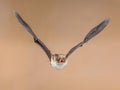 Flying Natterers bat isolated on bright brown background Royalty Free Stock Photo