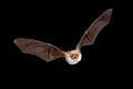 Flying Natterers bat isolated on black background