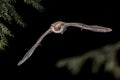 Flying Natterers bat in forest Royalty Free Stock Photo