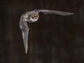 Flying natterers bat on grey background Royalty Free Stock Photo