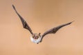 Flying Natterers bat isolated on bright brown background Royalty Free Stock Photo