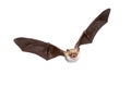 Flying Natterers bat isolated on white background Royalty Free Stock Photo