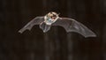 Flying Natterers bat at night Royalty Free Stock Photo