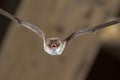 Flying Natterers bat Royalty Free Stock Photo