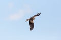 Flying red kite milvus milvus, blue sky, white cloud, spread w