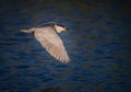 Flying night heron during the day Royalty Free Stock Photo