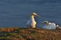 Beautiful flying northern gannet seabird