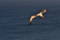 Beautiful flying northern gannet seabird