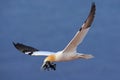 Flying Northern gannet with nesting material in the bill, with dark blue sea water in the background, Helgoland island, Germany Royalty Free Stock Photo