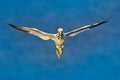 Flying Northern gannet with nesting material in the bill, with dark blue sea water in the background, Helgoland island, Germany. B Royalty Free Stock Photo