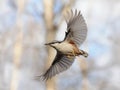 Flying Nuthatch with Open Wings