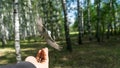 Flying Nuthatch Sitta europea with open wings, Tomsk