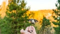 Flying Nuthatch (Sitta europea) with open wings, Tomsk