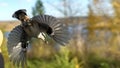 Flying Nuthatch (Sitta europea) with open wings, Tomsk