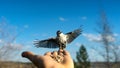 Flying Nuthatch (Sitta europea) with open wings, Tomsk