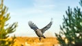 Flying Nuthatch (Sitta europea) with open wings, Tomsk