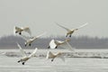 Flying-off from the ice river