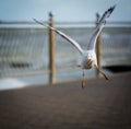 Flying One seagull above Baltic sea coast.