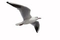 Flying One seagull isolated on the white backgroun Royalty Free Stock Photo