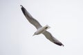 Flying One seagull on the white sky background Royalty Free Stock Photo