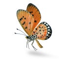 flying orange with black dots on its wings butterfly, Tawny Coster Acraea terpsicore fully wings stretched isolated on Royalty Free Stock Photo