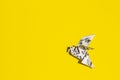 Flying origami dove on yellow background. Origami bird from music paper. Royalty Free Stock Photo