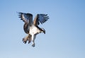 Flying osprey