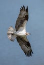 Flying Osprey bird