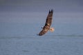 Flying Osprey bird