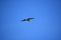 Flying Osprey in a Bright Blue Sky