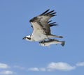 Flying Osprey Carrying A Fish Royalty Free Stock Photo