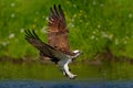 Flying osprey with fish. Action scene with osprey in the nature water habitat. Hunter with fish in fly. Bird of prey with fish in